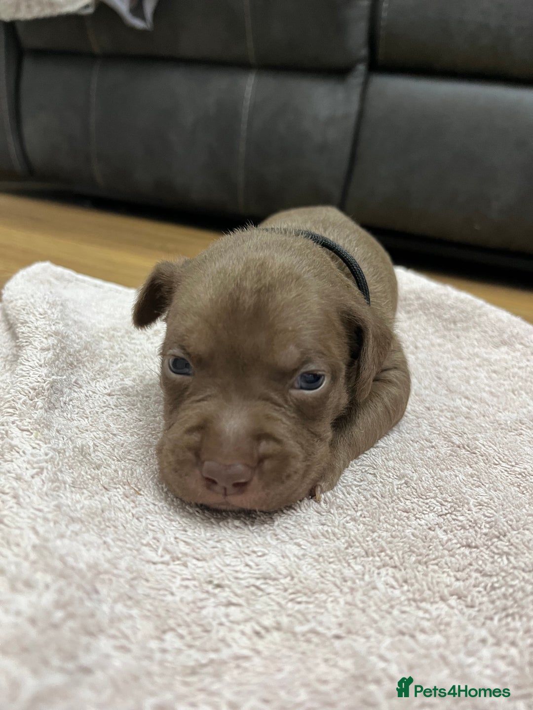 American Bull Staffy dogs for sale: Staffy Bull Puppies - Image 11