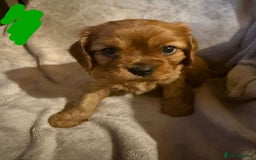Cavalier King Charles Spaniel dogs for sale: Ruby cavalier king charles puppies  - Image 15