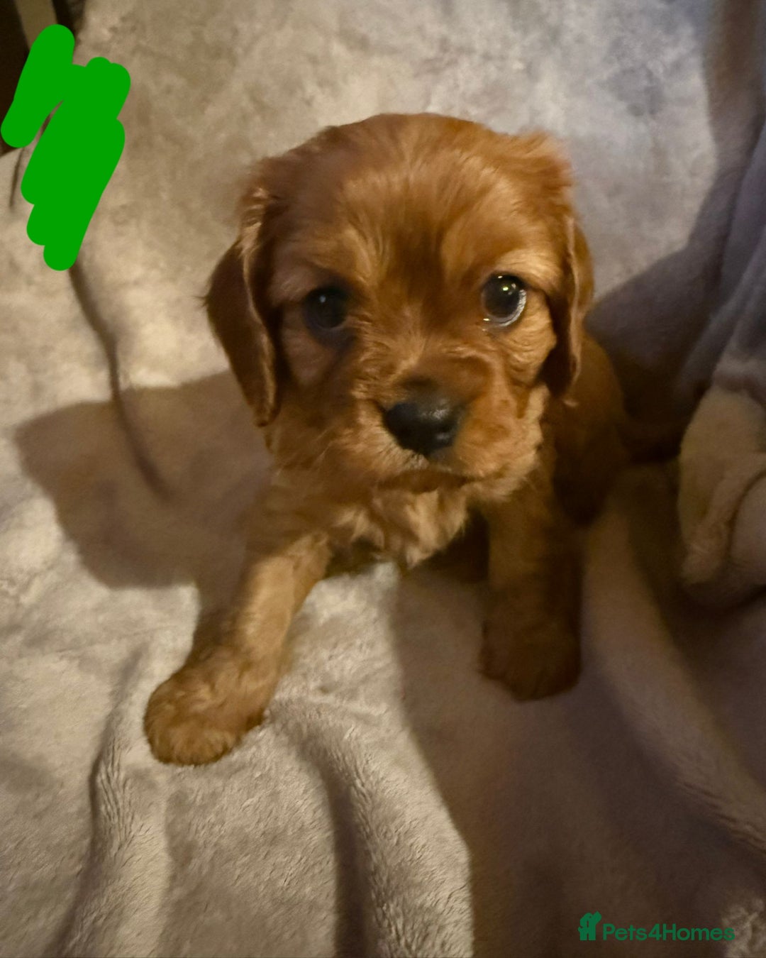 Cavalier King Charles Spaniel dogs for sale: Ruby cavalier king charles puppies  - Image 15