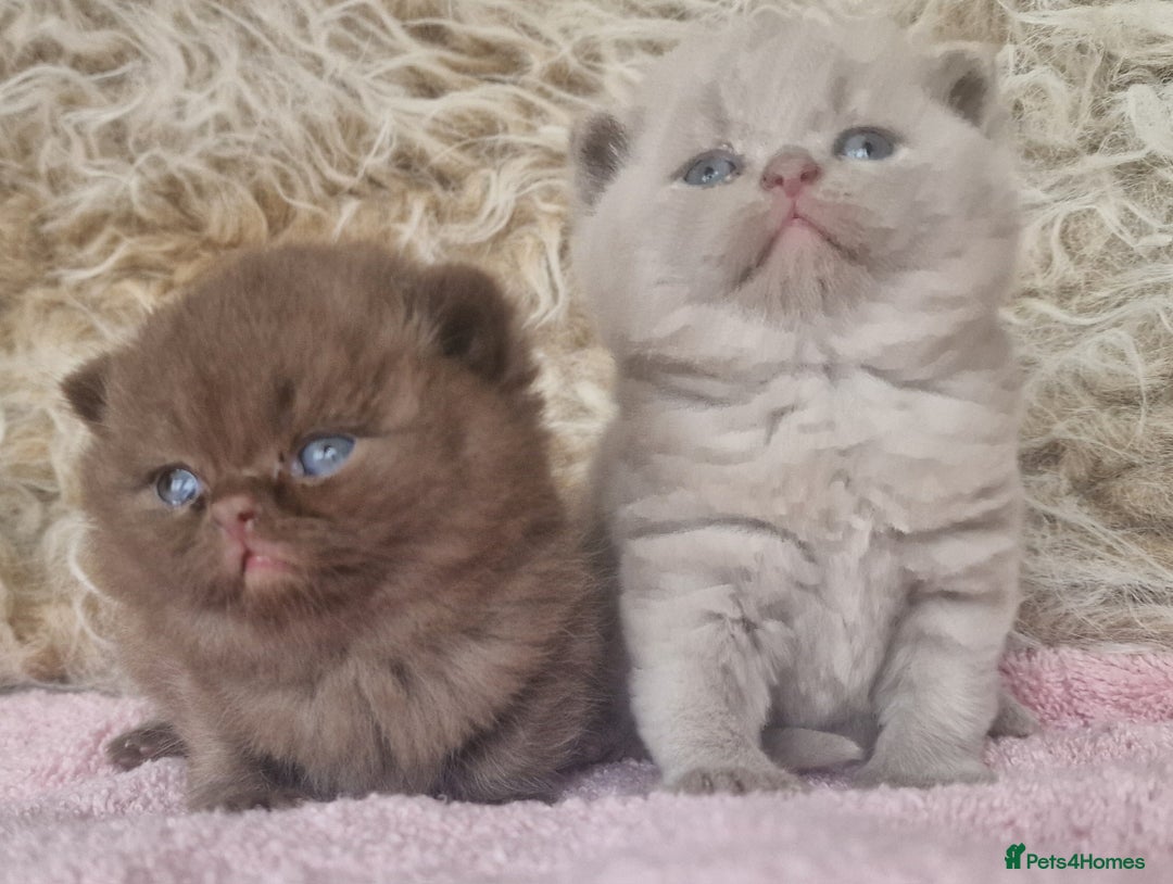 British Shorthair cats for sale: Tica registered British Shorthair kittens Champion - Image 11