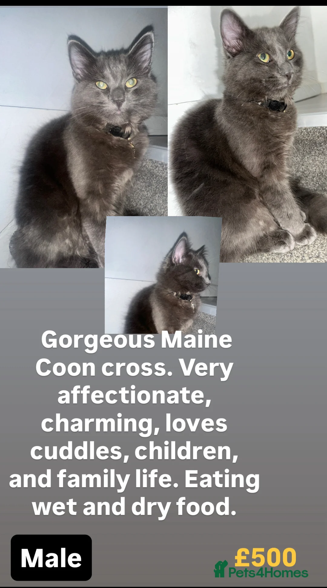 Maine Coon cats for sale: Beautiful Maincoon cross kitten for sell - Advert 5