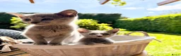 Russian Blue cats for sale: 🐾Champion Line TICA Russian Blue Kittens 🐾 - Advert 13