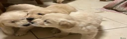 Golden Retriever dogs for sale: STUNNING GOLDEN RETRIEVER PUPPIES  in Manchester - Advert 2