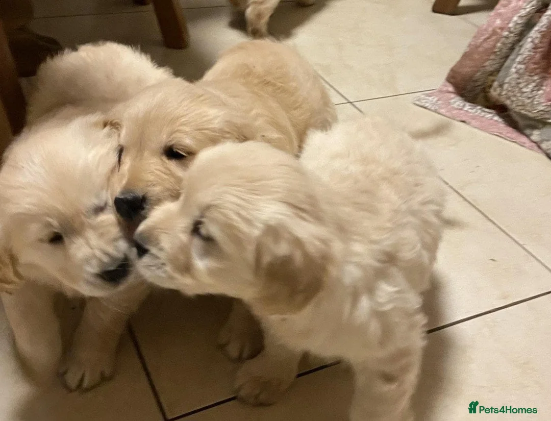 Golden Retriever dogs for sale: STUNNING GOLDEN RETRIEVER PUPPIES  in Manchester - Advert 2
