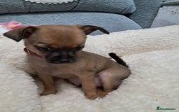 Chihuahua dogs for sale: Chihuahua puppies for sale  - Advert 5