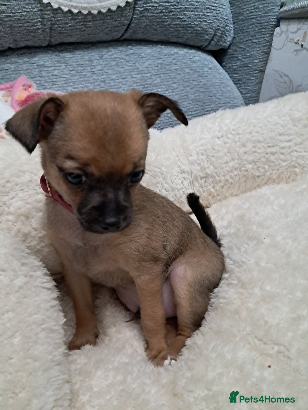 Chihuahua dogs for sale: Chihuahua puppies for sale  - Advert 5