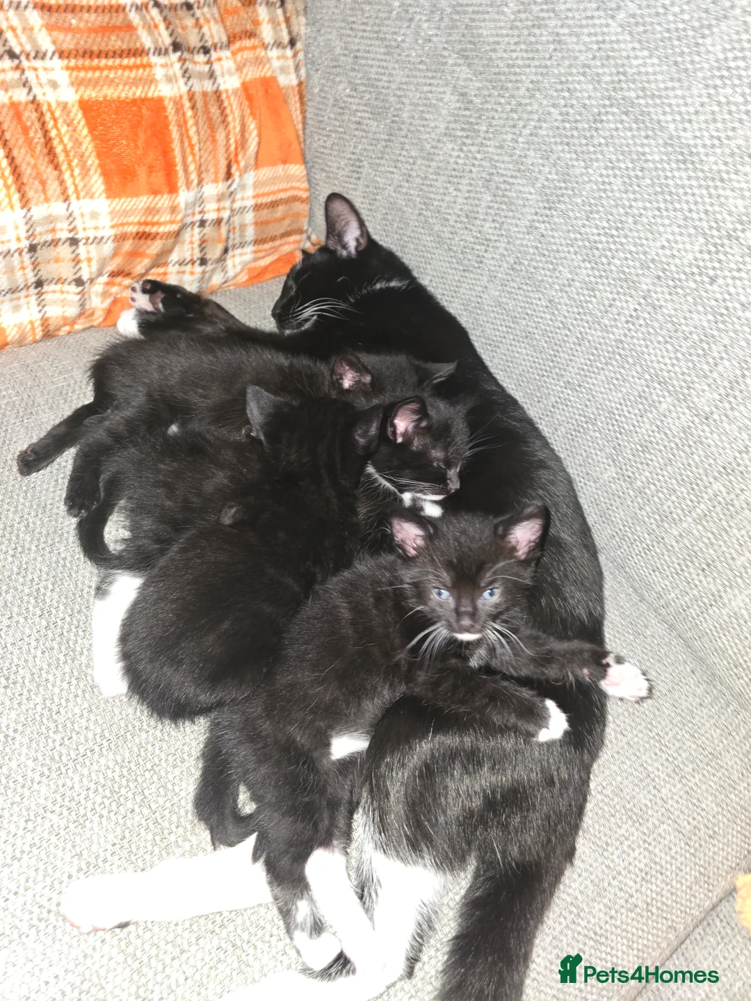 Mixed Breed cats for sale: Female kittens in Middlesbrough - Advert 2