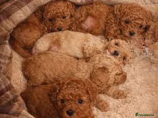 Poochon dogs Teddy bear pochoon puppies -Tiny and Curly - Advert 1