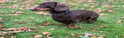 Miniature Dachshund dogs for stud: Chocolate and Tan Miniature Dachshund- Stud - Advert 6