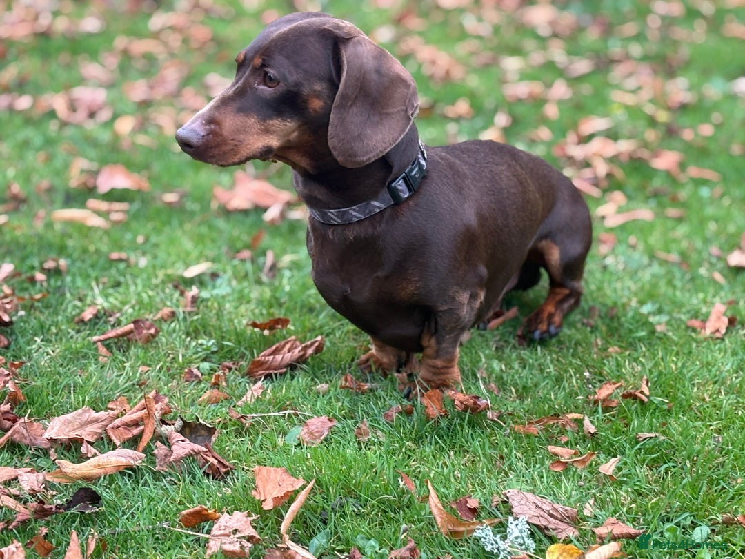 Miniature Dachshund dogs for stud: Chocolate and Tan Miniature Dachshund- Stud - Advert 6