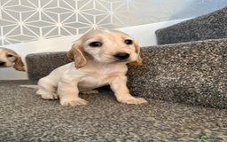 Cocker Spaniel dogs for sale: Beautiful Cocker Spaniel Puppies. - Advert 15