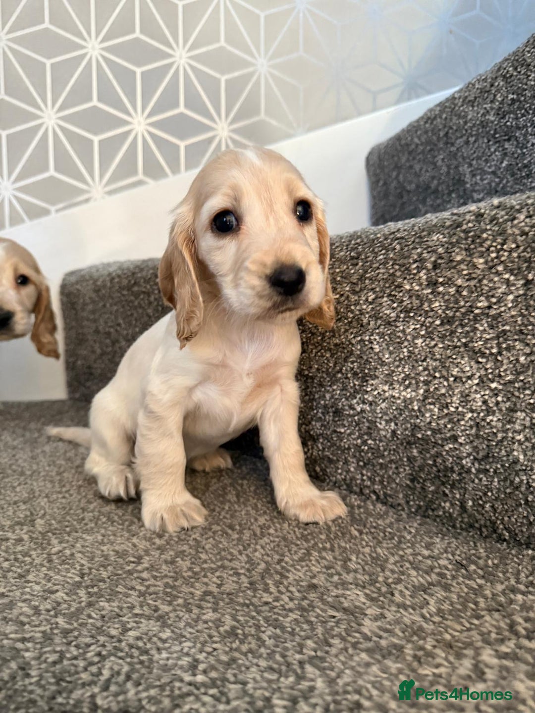 Cocker Spaniel dogs for sale: Beautiful Cocker Spaniel Puppies. - Advert 15