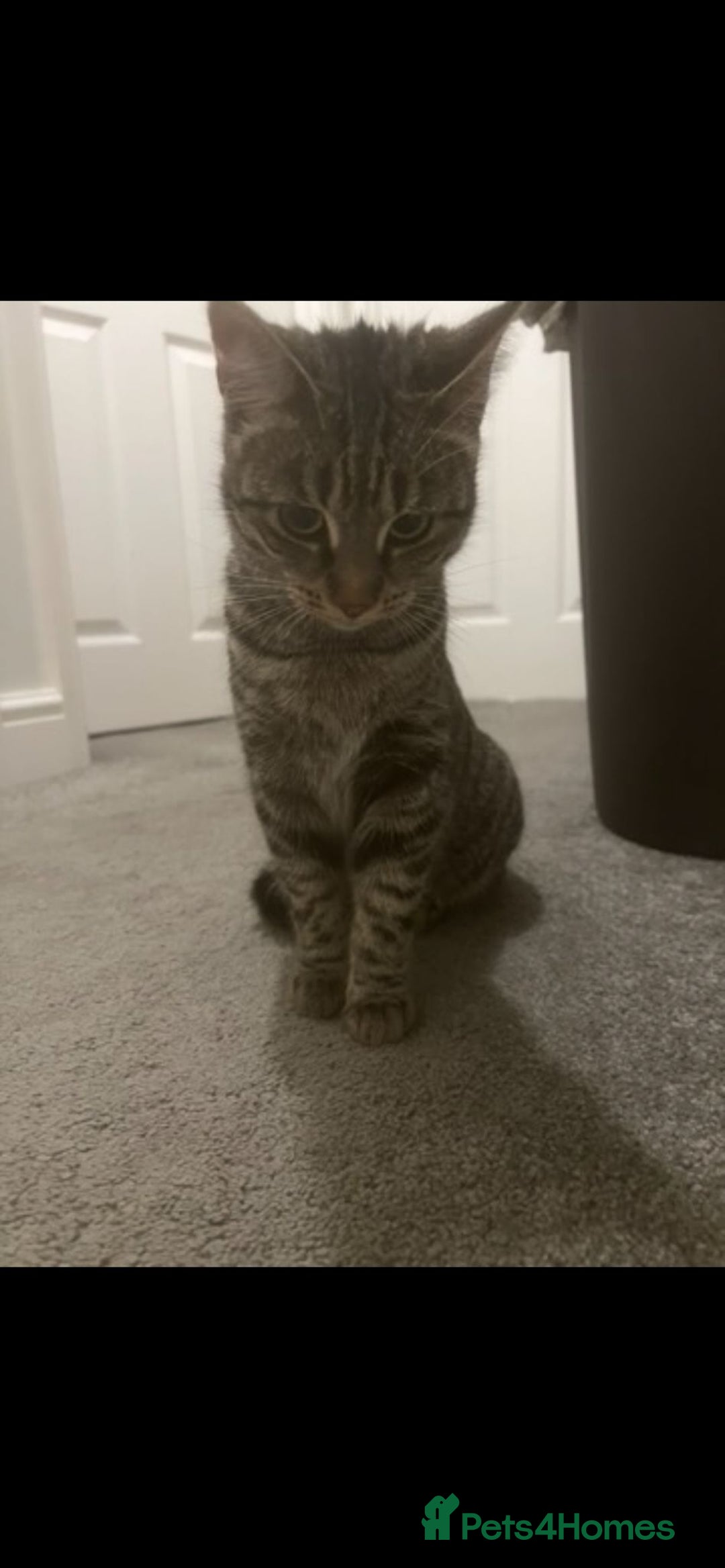 Mixed Breed cats for sale: Female Vaccinated, Spayed Mixed Breed Cat  - Advert 2