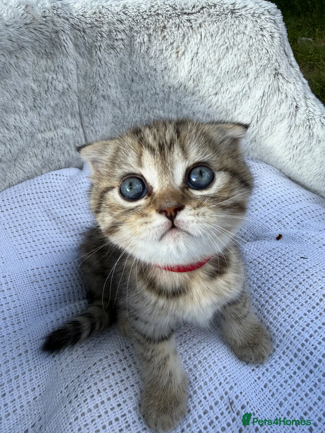 Scottish Fold cats for sale: Scotish Fold  in Romford - Advert 1