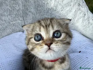Scottish Fold cats Scotish Fold - Advert 6