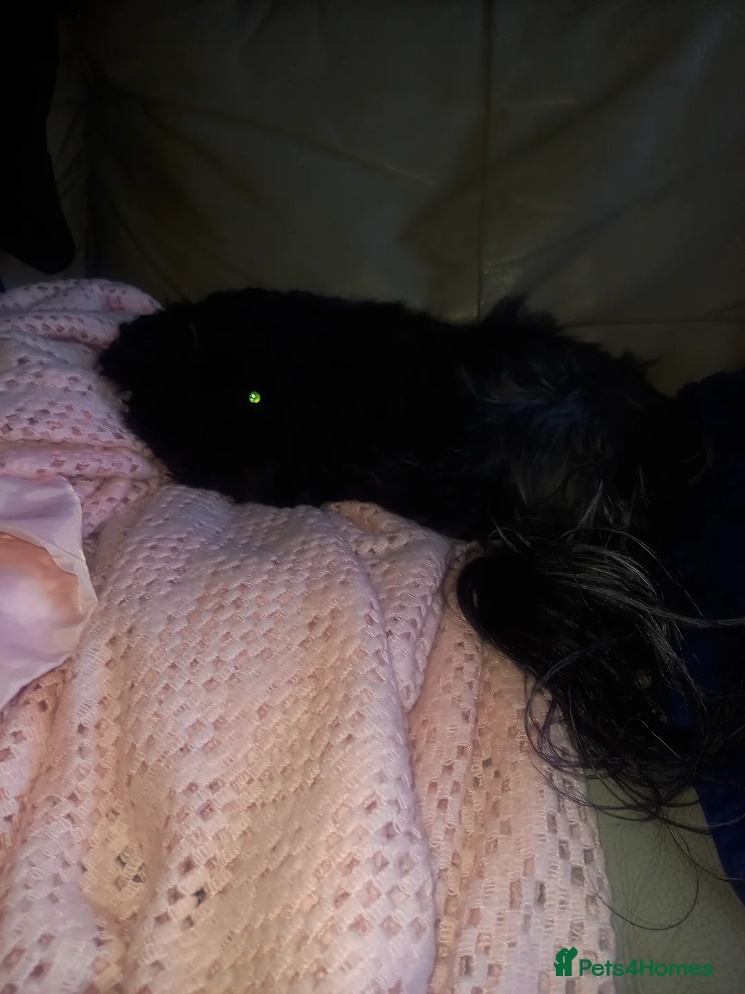 Shih Tzu dogs for adoption: Kc registered shih tzu  in Crewe - Advert 4