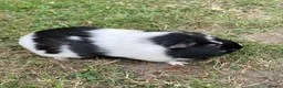 Guinea Pig rodents for sale: Adorable adult female guinea pigs  in London - Advert 3