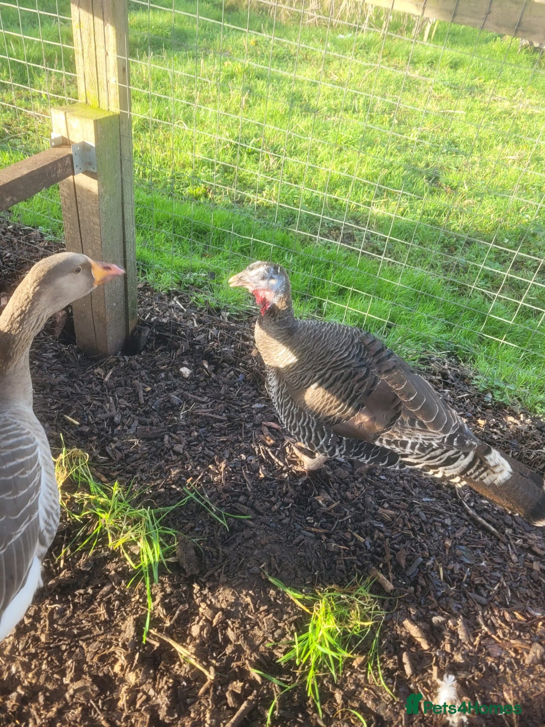 Turkeys poultry for sale: Female turkey for sale  - Advert 4