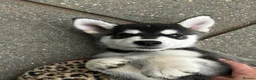 Mixed Breed dogs for sale: Husky X Labrador puppies  - Advert 22