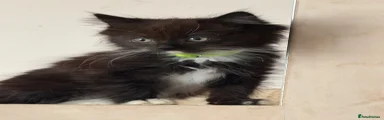 Ragdoll 1