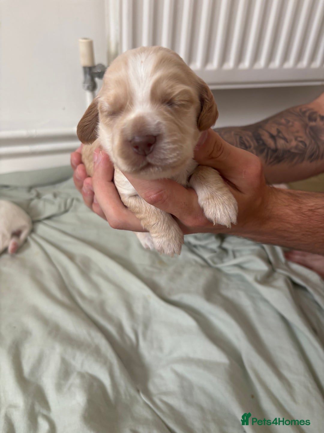 Cocker Spaniel dogs for sale: Cocker spaniel puppies  - Image 9