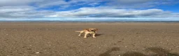 Labrador Retriever dogs for sale: STUNNING FAMILY KC RED & YELLOW LABRADORS  - Advert 3