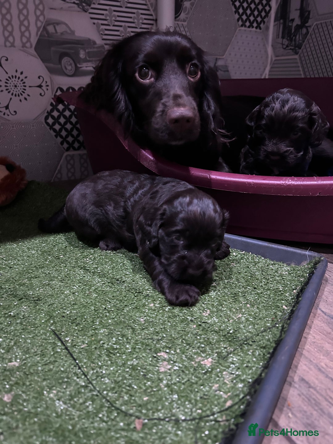 Cockapoo dogs for sale: Cockapoo male - Advert 12