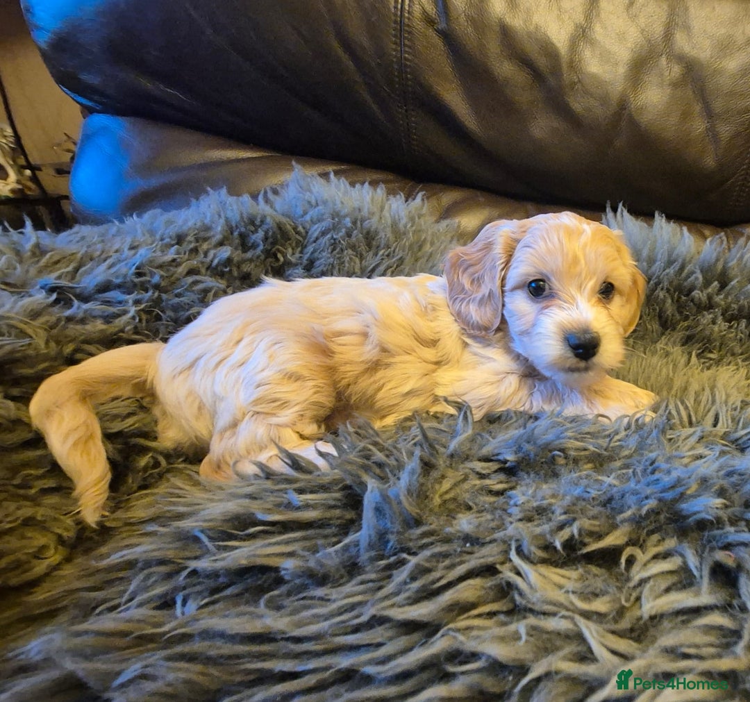 Mixed Breed dogs for sale: Mixed Breed PUppies - Advert 7