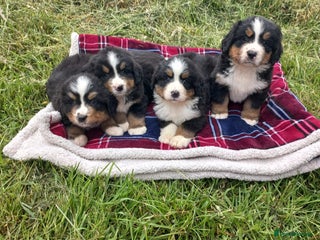 Bernese Mountain Dog dogs - Advert 2