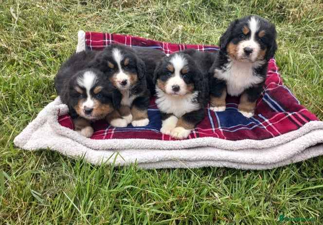 Bernese Mountain Dog dogs - Advert 8