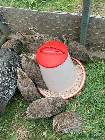 Guinea Fowl poultry - Advert 10