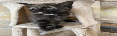 Black Fluffy Girl Kitten 