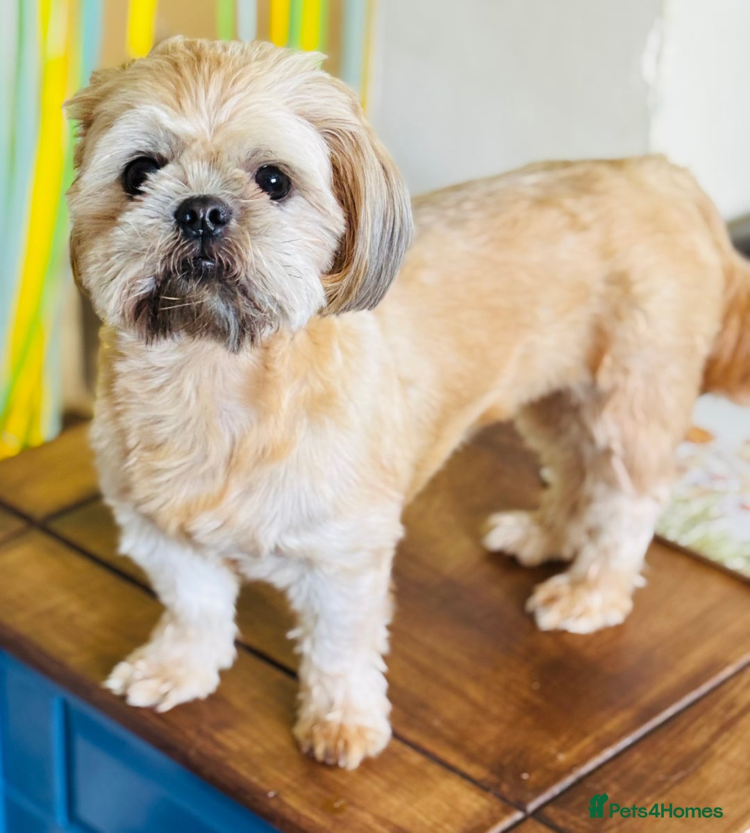 Shih Tzu dogs for sale: Beautiful shih tzu babies  - Advert 8