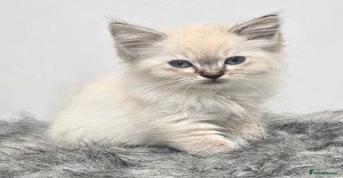 Ragdoll cats 'REDUCED' PEDIGREE GCCF REG CHAMPION LINE RAGDOLLS - Advert 11