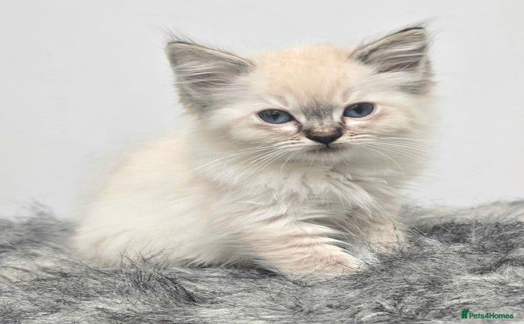 Ragdoll cats 'REDUCED' PEDIGREE GCCF REG CHAMPION LINE RAGDOLLS - Advert 1