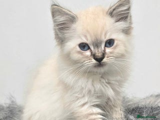 Ragdoll cats 'REDUCED' PEDIGREE GCCF REG CHAMPION LINE RAGDOLLS - Advert 1