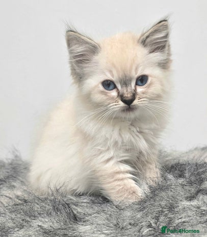 Ragdoll cats 'REDUCED' PEDIGREE GCCF REG CHAMPION LINE RAGDOLLS - Advert 3