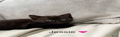 Jessie