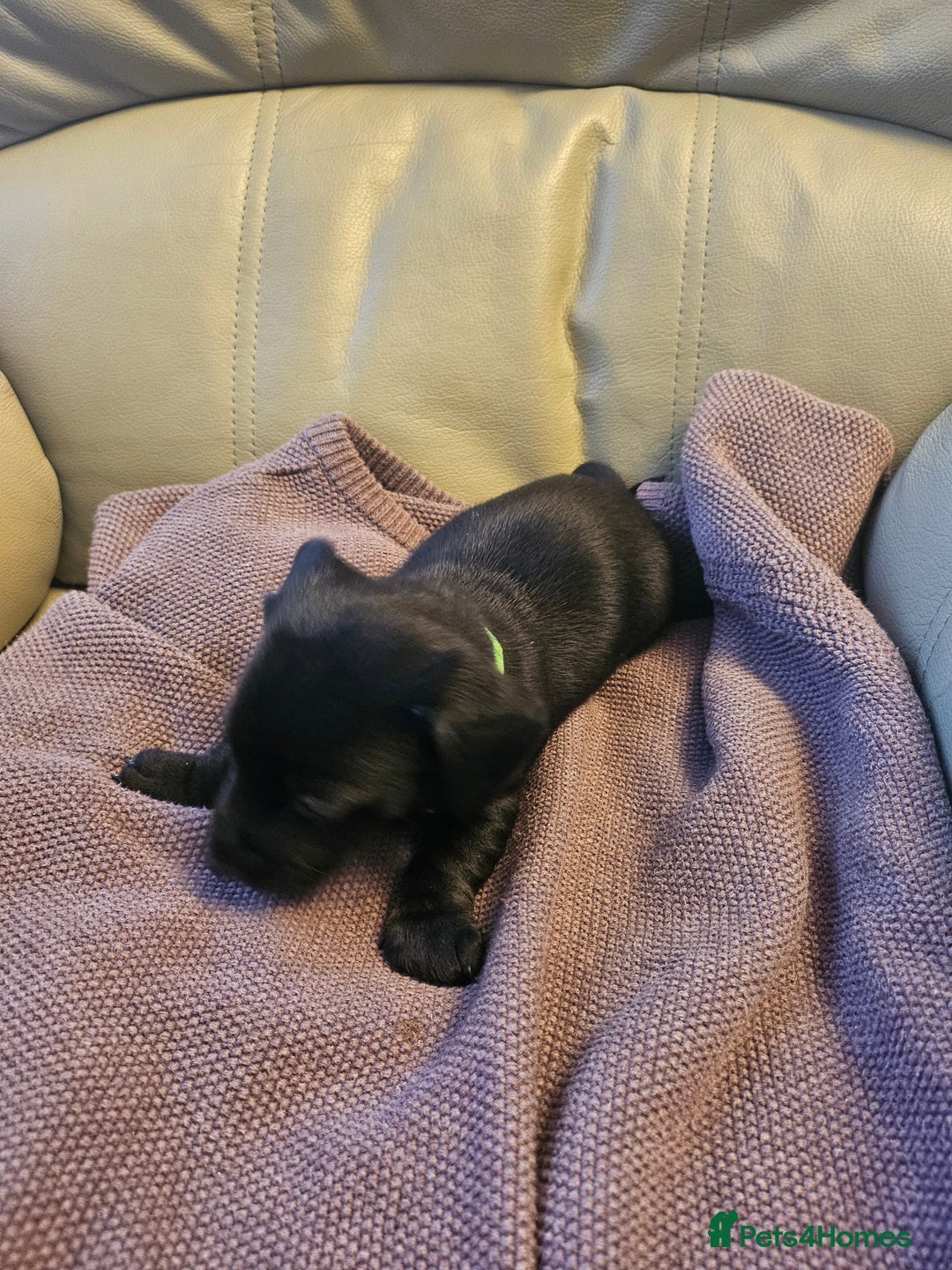 Mixed Breed dogs for sale: 1 pup available  - Image 2