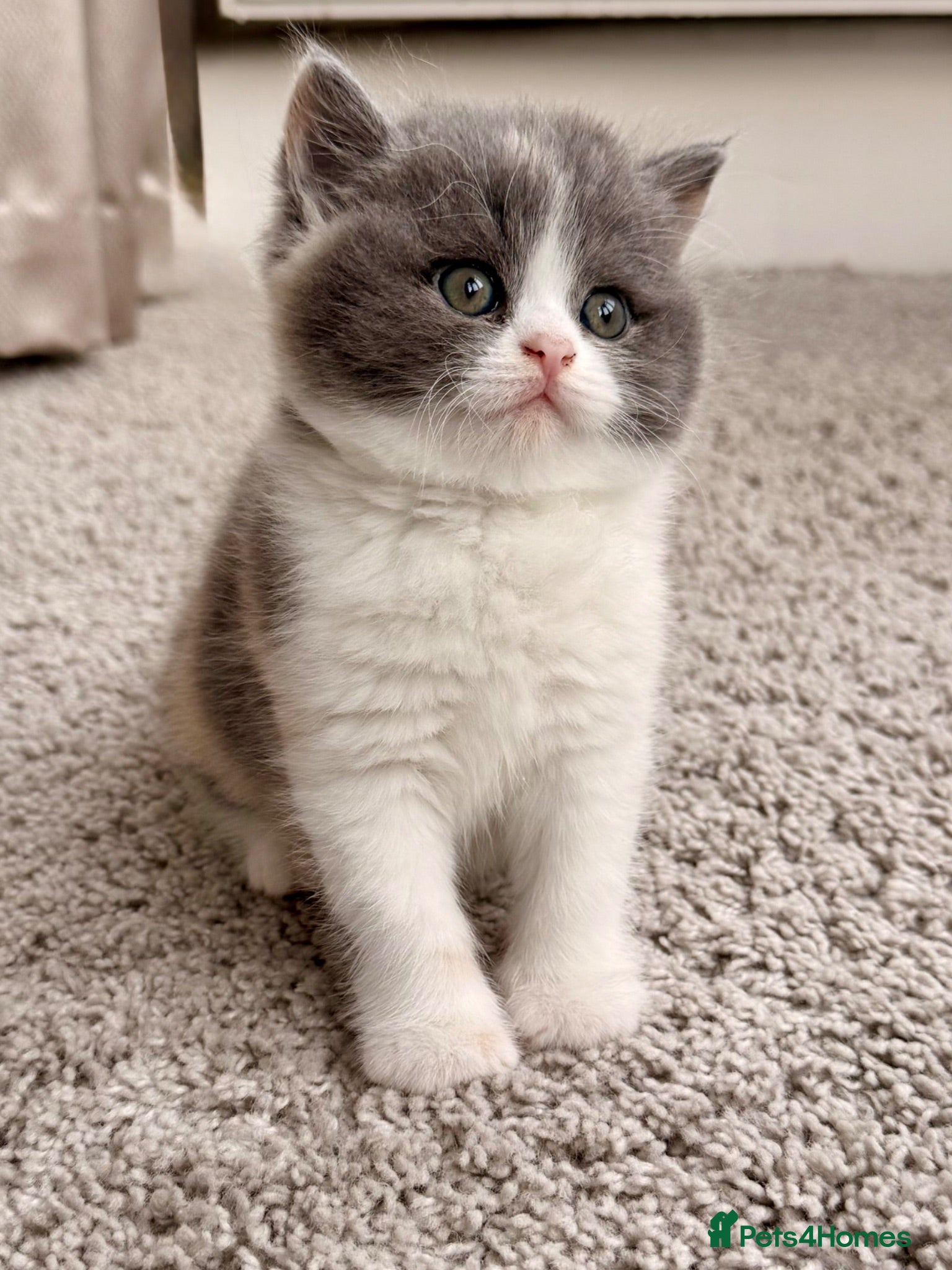 British Shorthair cats British Shorthair & Longhair Kittens GCCF Reg - Advert 3