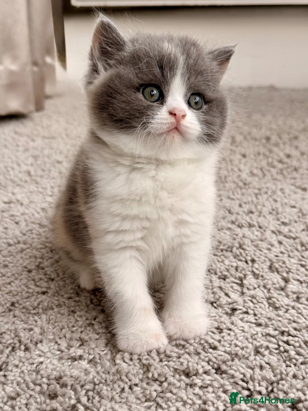 British Shorthair cats for sale: British Shorthair & Longhair Kittens GCCF Reg - Advert 1