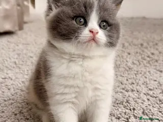 British Shorthair cats British Shorthair & Longhair Kittens GCCF Reg - Advert 3