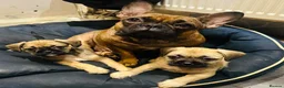 Mixed Breed dogs for sale: Beautiful puppies  - Advert 7