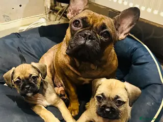 Mixed Breed dogs FRENCH BULLDOG - Advert 1