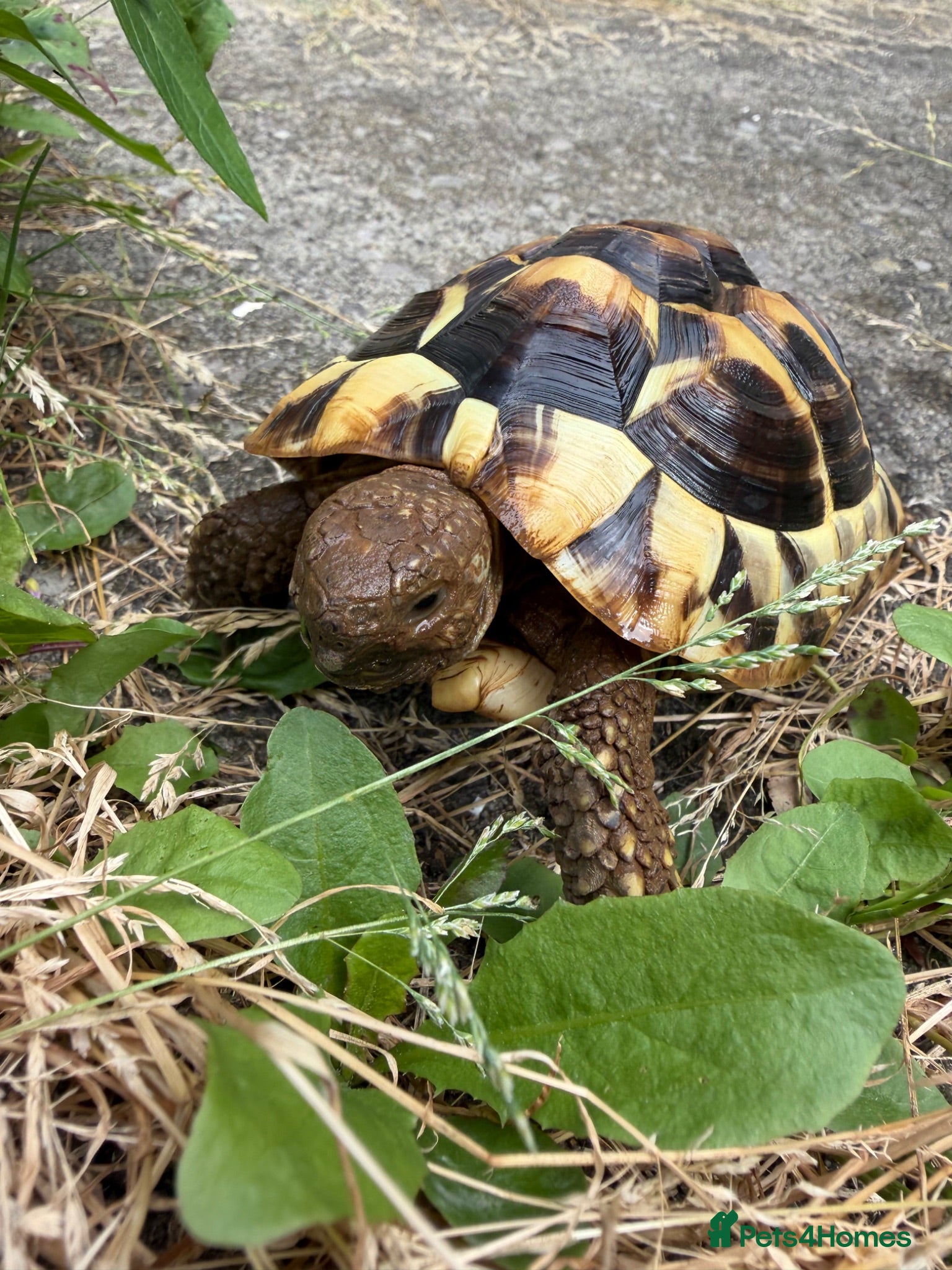 Hermann Tortoise reptiles Tortoise for a new home  - Advert 1