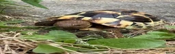 Hermann Tortoise reptiles for sale: Tortoise for a new home  in High Peak - Advert 1