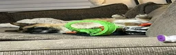 Akita dogs for sale: Akita in Leeds - Advert 3