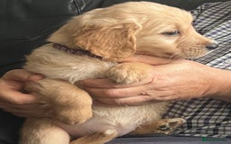 Golden Retriever dogs for sale: 🐾 Golden Retriever Puppies – Ready Now! 🐾 - Image 19