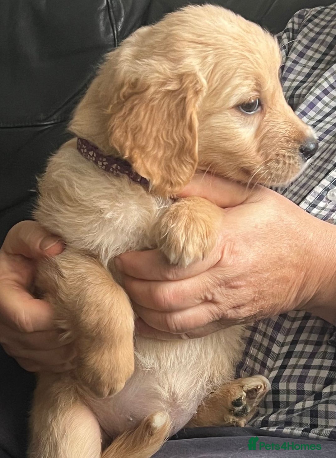 Golden Retriever dogs for sale: 🐾 Golden Retriever Puppies – Ready Now! 🐾 - Image 19