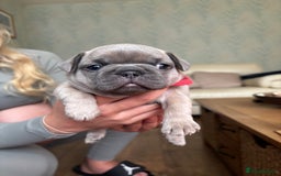 French Bulldog dogs for sale: Beautiful Frenchbulldog puppies 🇫🇷  - Image 6